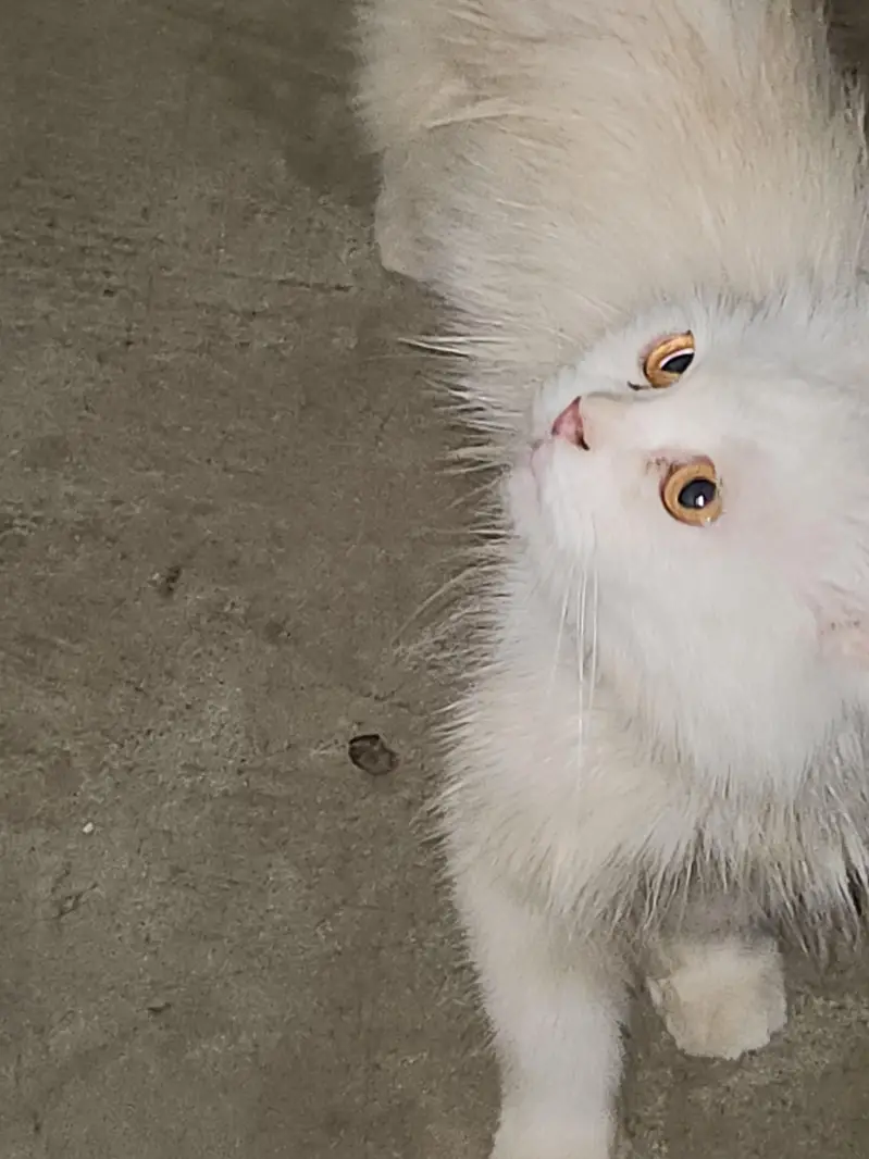 Russian breed cat — photo 3