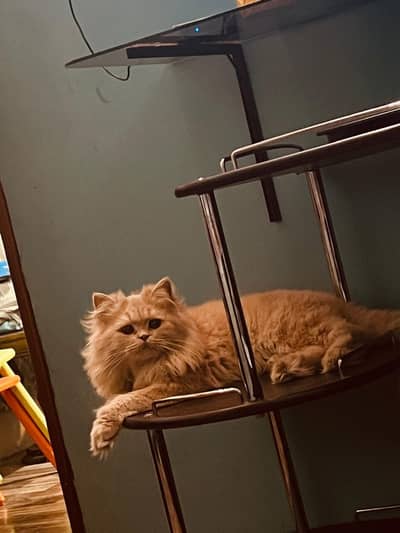 Persian healthy cat for sale with all  toys and accessories