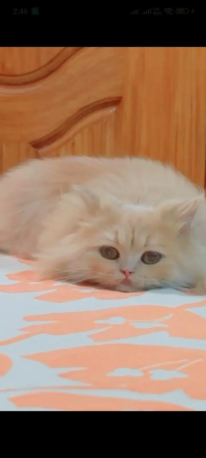 Persian healthy cat for sale with all  toys and accessories — photo 2