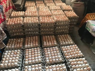 Fresh Desi Eggs &  Lohman Brown Eggs Available