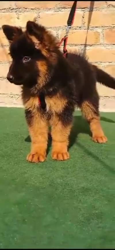 German shepherd | Puppy | GSD | Dog for sale | Whatsapp O32124O54O9