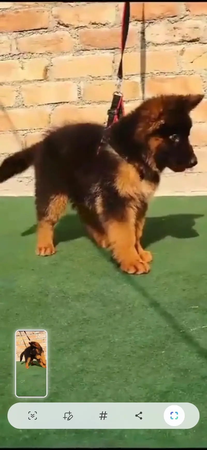 German shepherd | Puppy | GSD | Dog for sale | Whatsapp O32124O54O9 — photo 2