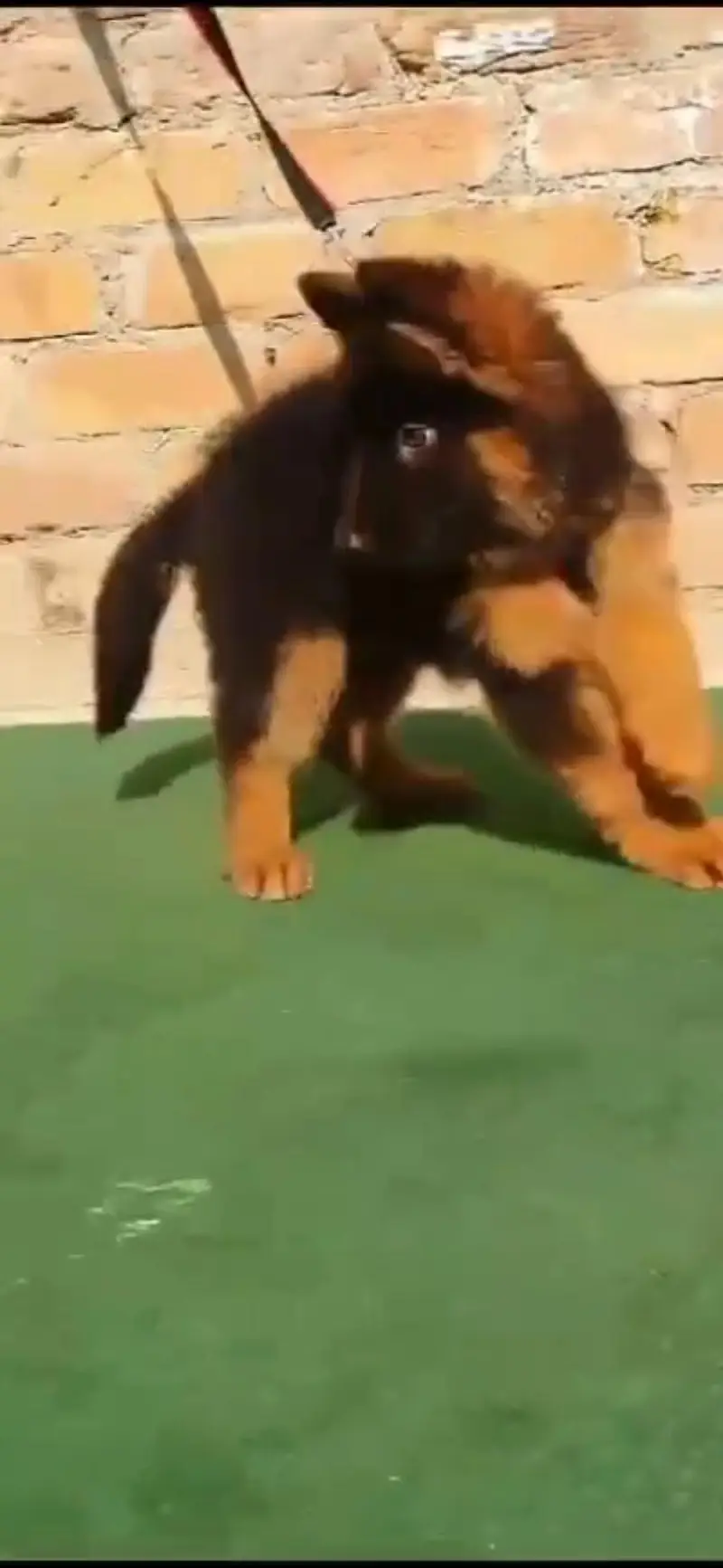 German shepherd | Puppy | GSD | Dog for sale | Whatsapp O32124O54O9 — photo 3