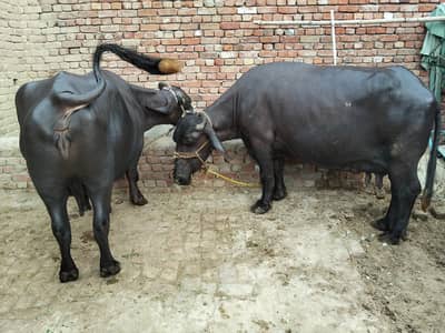2 bhainsin for sale(03056395246)