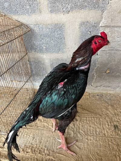 Lasani pair for sale chez ki jis ko pachan ho ve he  rabtha karo
