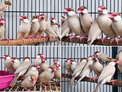 Fawn/White  jawa breeder pair 100%. breeder
