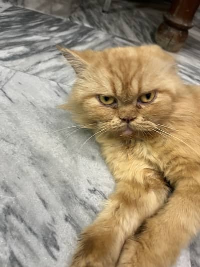 Punch face persian female cat