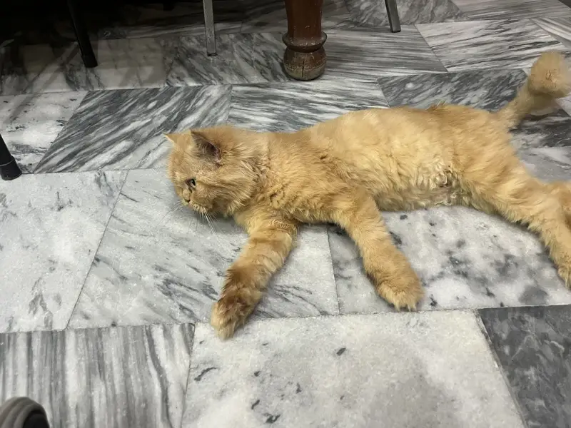 Punch face persian female cat — photo 2