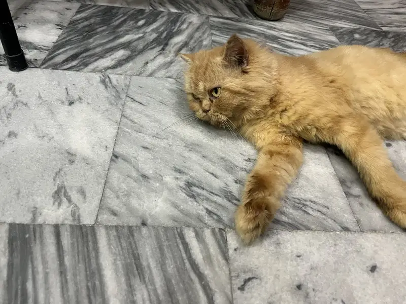Punch face persian female cat — photo 3