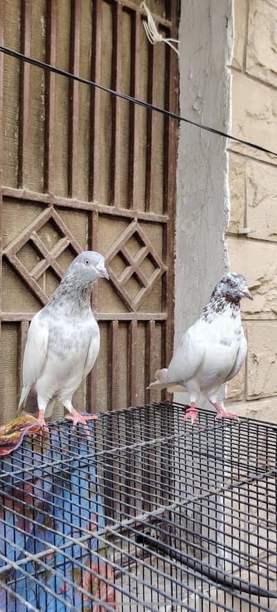 golden kabootar pair lahkha saleta pair