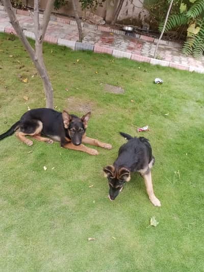 German Shepherd shepherd long cot wahtsp 03185023230