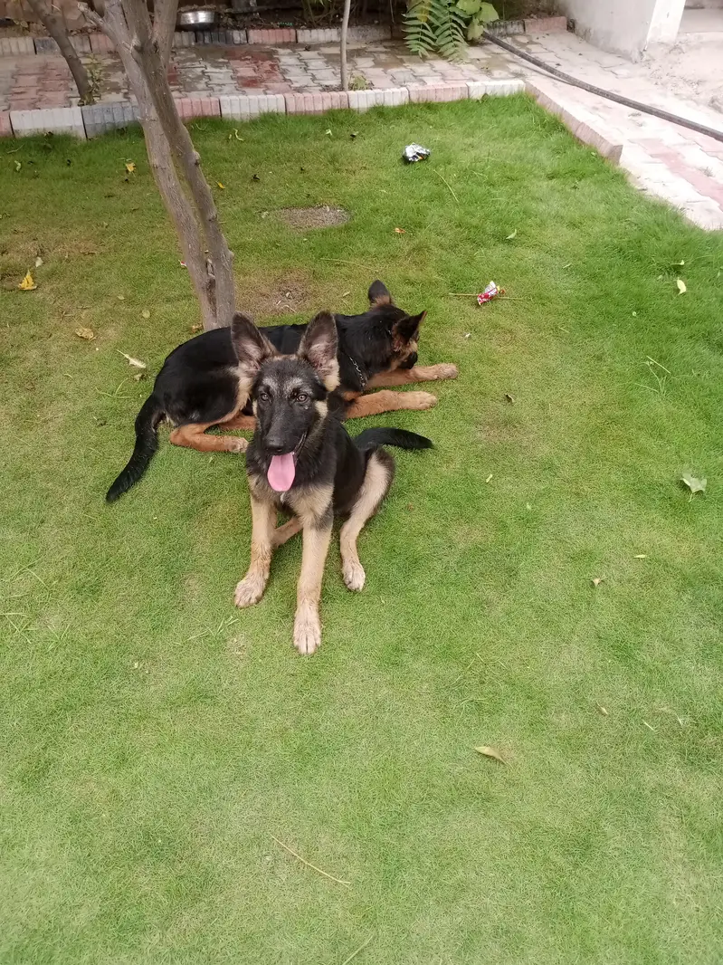 German Shepherd shepherd long cot wahtsp 03185023230 — photo 2