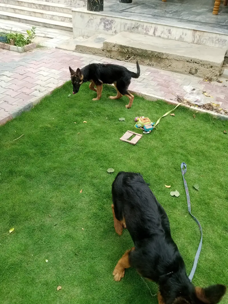 German Shepherd shepherd long cot wahtsp 03185023230 — photo 3