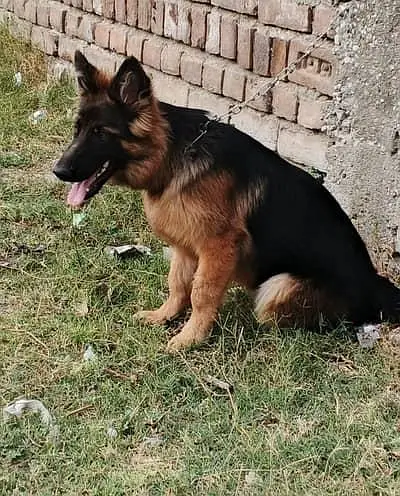 German shepherd | Puppy | GSD | Dog for sale | Whatsapp O32124O54O9 — photo 2