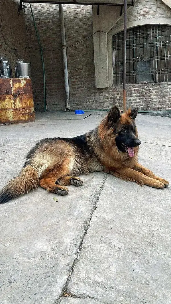 German shepherd | Puppy | GSD | Dog for sale | Whatsapp O32124O54O9 — photo 3