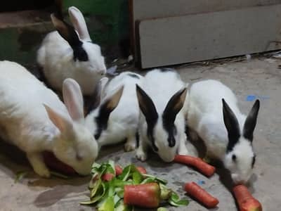 6 Rabbits for Sale