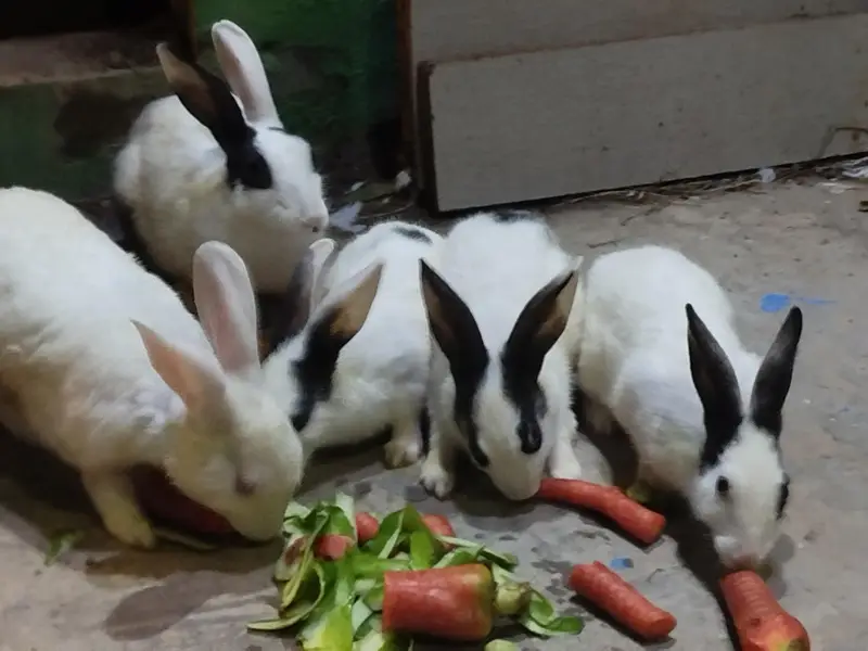 6 Rabbits for Sale