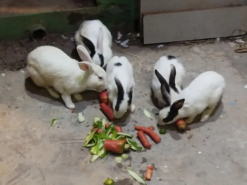 6 Rabbits for Sale — photo 2