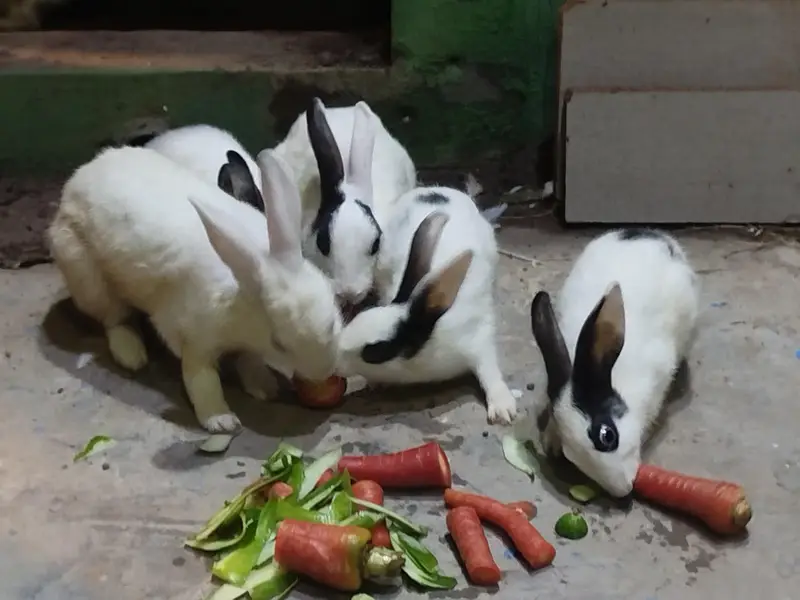 6 Rabbits for Sale — photo 3