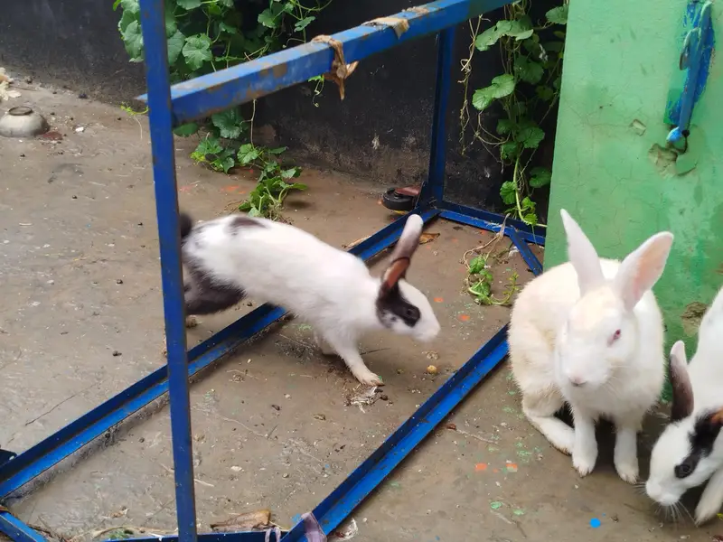 6 Rabbits for Sale — photo 4