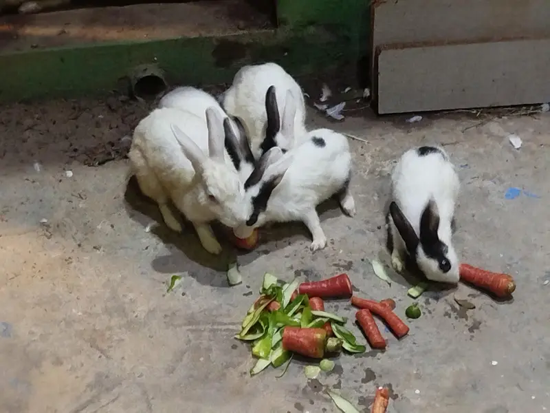 6 Rabbits for Sale — photo 5
