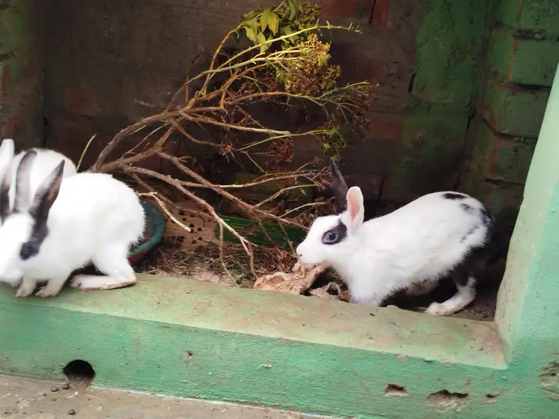 6 Rabbits for Sale — photo 6