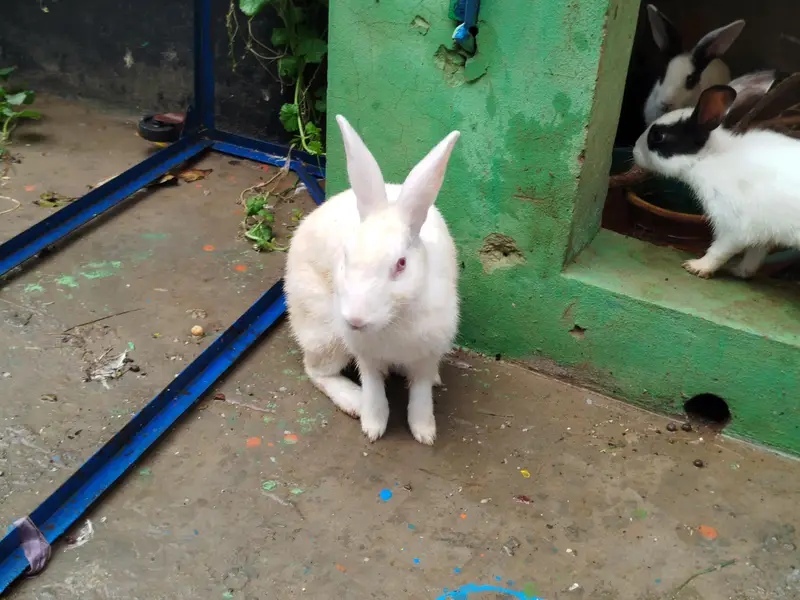 6 Rabbits for Sale — photo 7