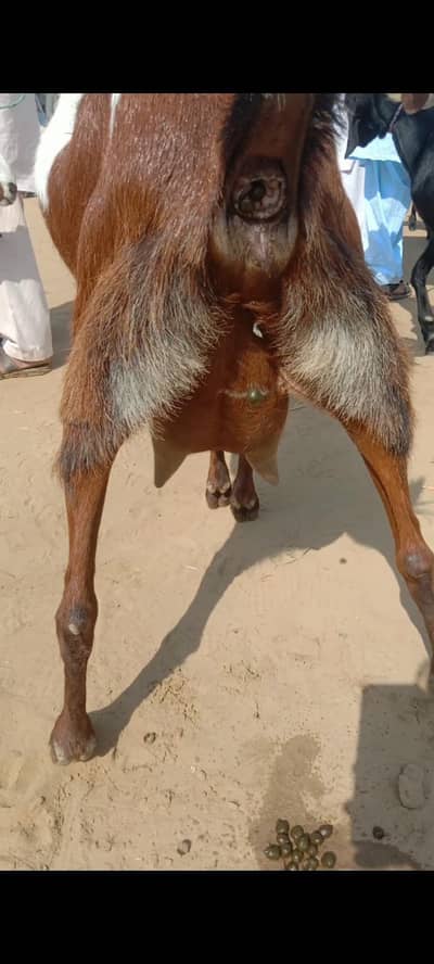 Bakri 4.5 month ghabban