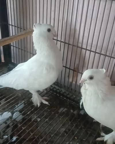 breeder pair white senti