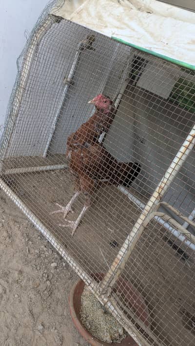 confirm breeder Aseel murghi for sale