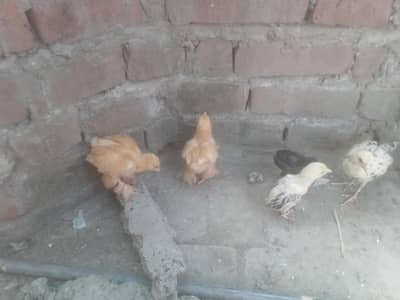 All kind of Aseel available
