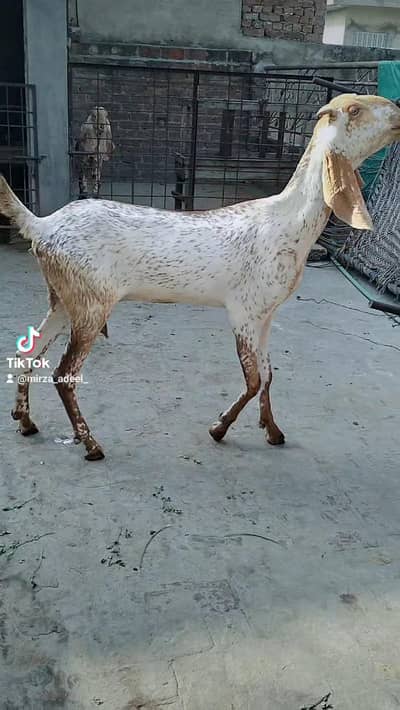 Long hight bakri 0.3. 0.0. . 4.5. 7.5. 3.7. 1