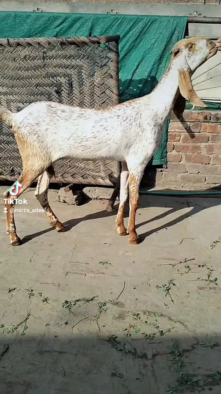 Long hight bakri 0.3. 0.0. . 4.5. 7.5. 3.7. 1 — photo 2