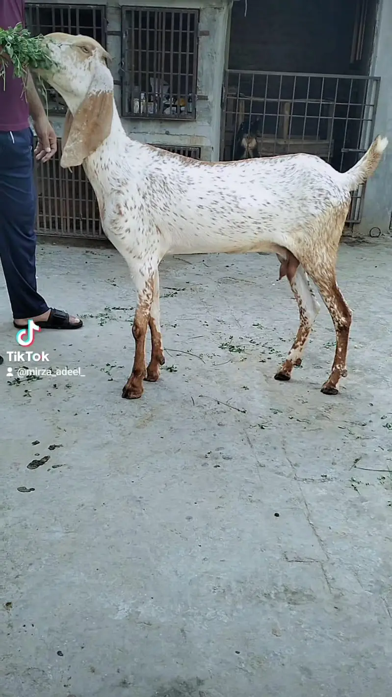Long hight bakri 0.3. 0.0. . 4.5. 7.5. 3.7. 1 — photo 3