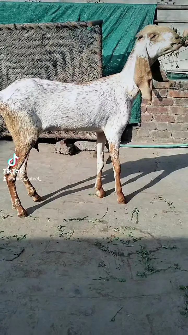 Long hight bakri 0.3. 0.0. . 4.5. 7.5. 3.7. 1 — photo 4