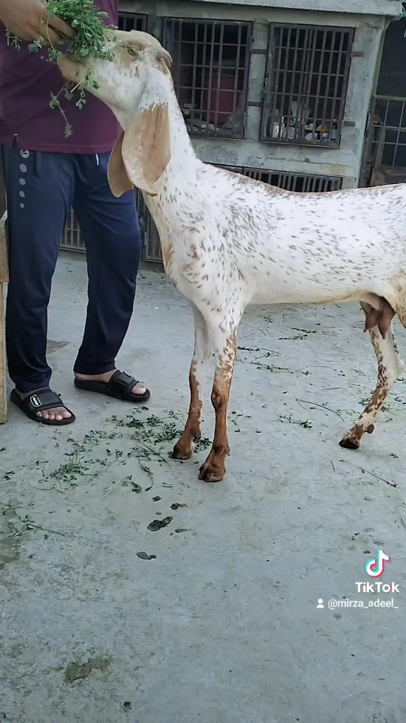 Long hight bakri 0.3. 0.0. . 4.5. 7.5. 3.7. 1 — photo 5