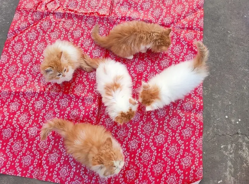 Quality Persian Punchface cat & kitten. moreWhatsApp 03704601257 — photo 3