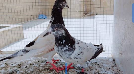 kabli pair for sale. .