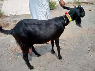 Bakri for sale