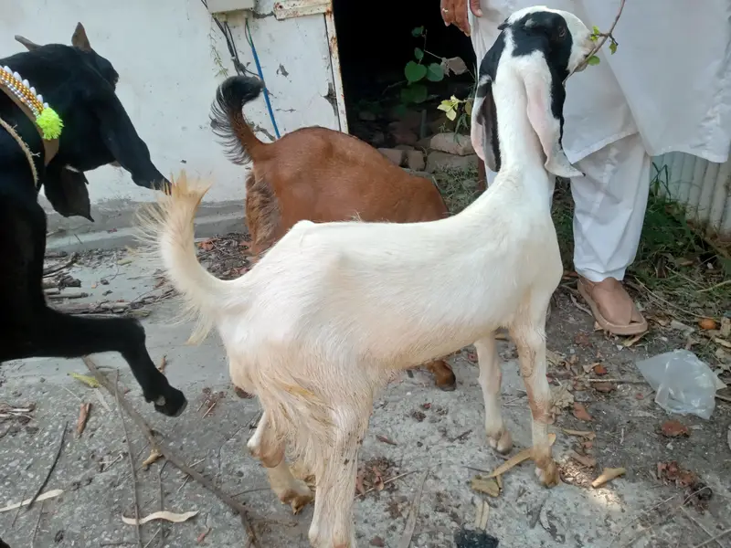 Bakri for sale — photo 2