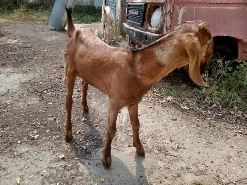 Bakri for sale — photo 3