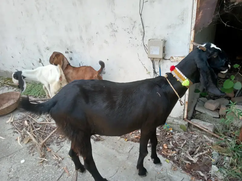 Bakri for sale — photo 4