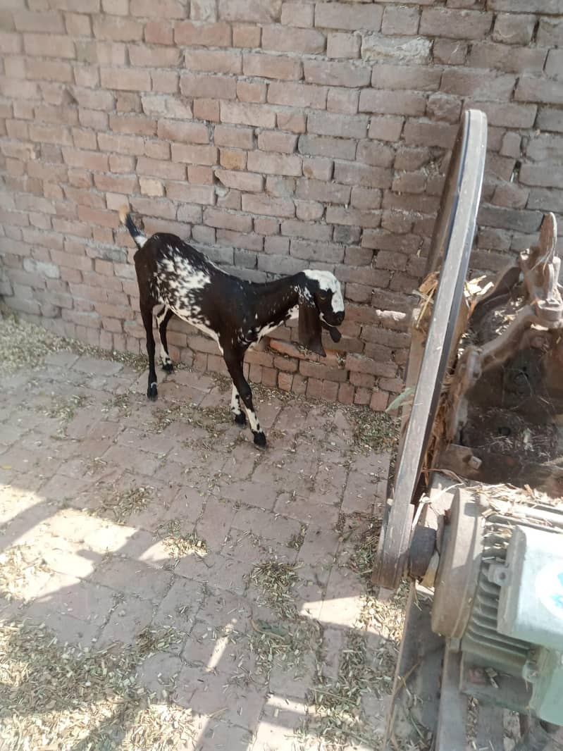 گھونی بکری فورسیل 1