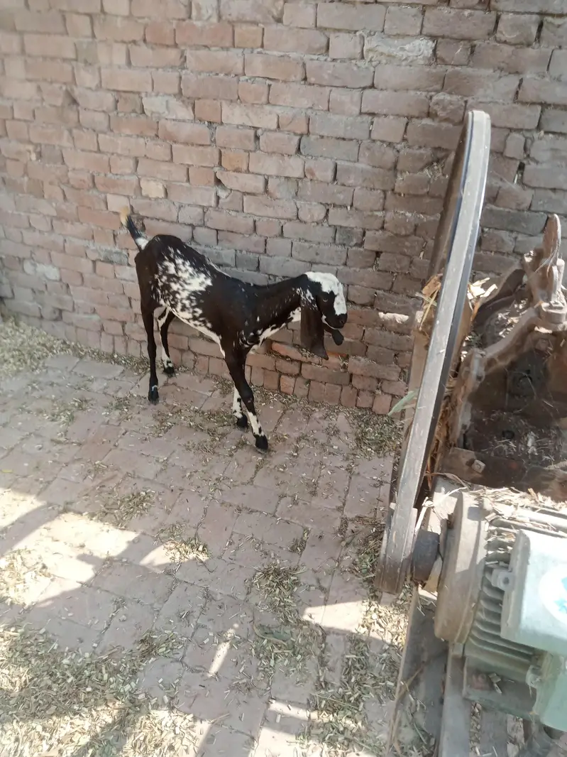 گھونی بکری فورسیل — photo 2