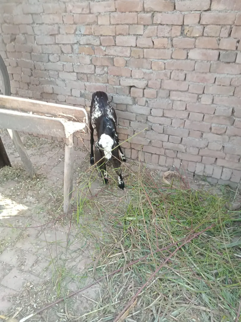 گھونی بکری فورسیل — photo 3