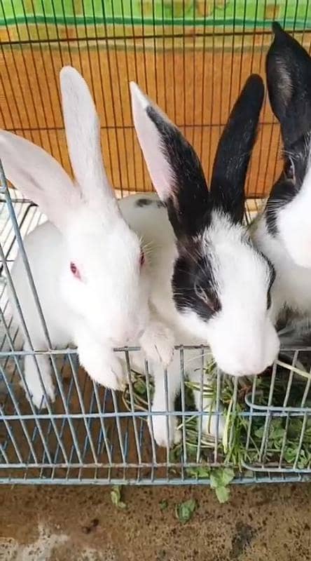 Rabbit pair 0