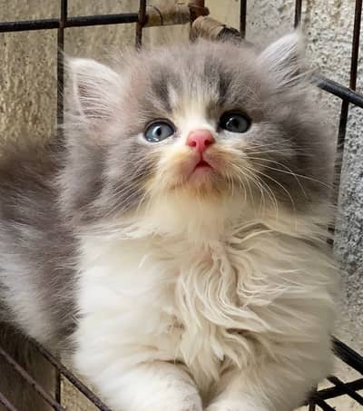 Quality Persian Punchface cat & kitten. moreWhatsApp 03704601257