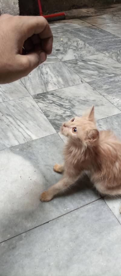 Persian kitten