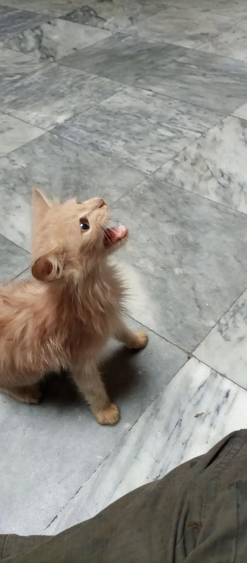 Persian kitten — photo 3
