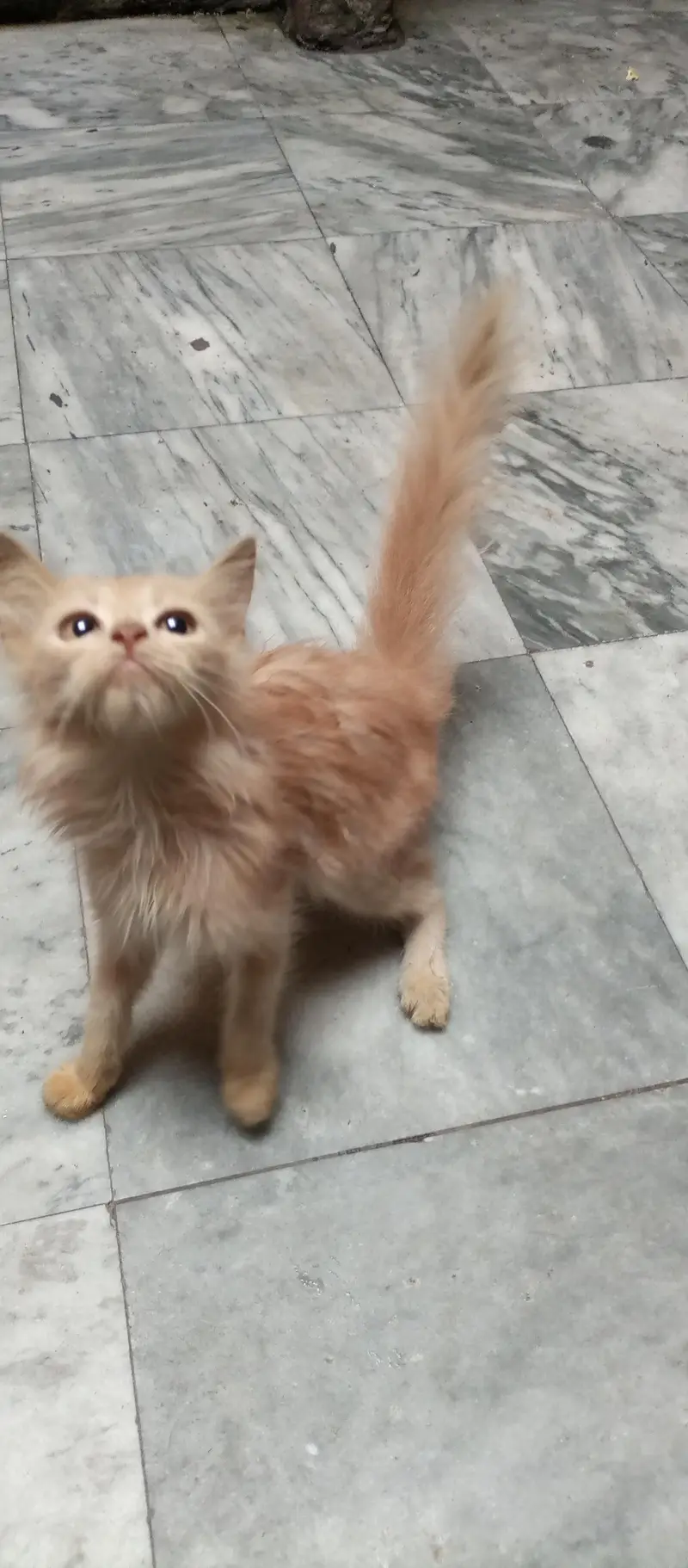Persian kitten — photo 9